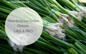 how to grow green onions