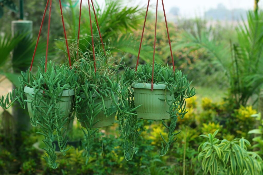 plants hanging in a garden