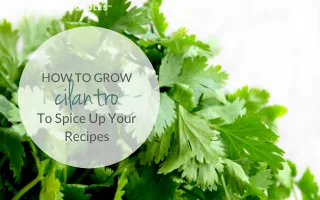 how to grow cilantro